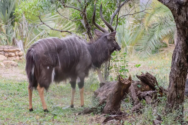 Male Nyala Tragelaphus Angasii Mainly Active Early Morning Late Afternoon — 图库照片