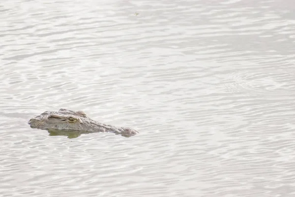 Krokodilok Úsznak Napoznak Egy Tóban Hoedspruit Közelében Dél Afrikában — Stock Fotó