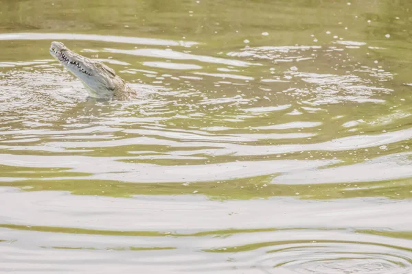 Крокодилы Купаются Загорают Озере Недалеко Хёдспруита Юар — стоковое фото