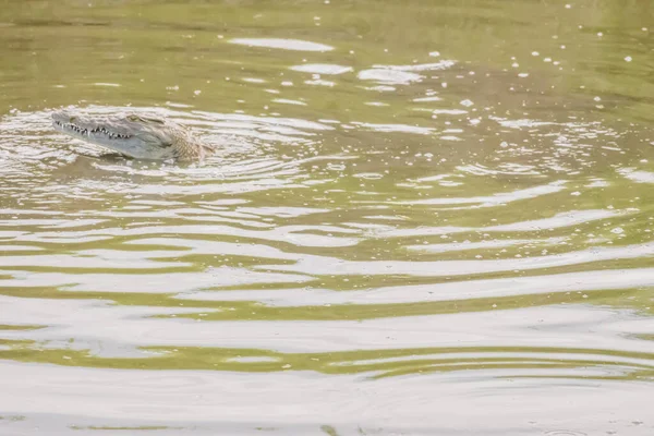 Crocodilos Estão Nadando Tomando Sol Lago Perto Hoedspruit África Sul — Fotografia de Stock