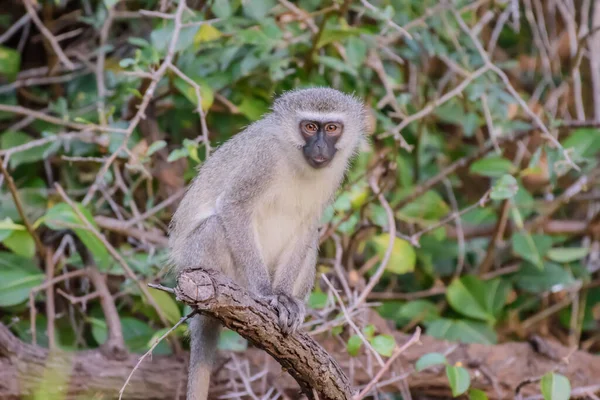 Vervet maymunu gri bir Langur 'a çok benzer, beyaz saçlı siyah bir yüze sahip, genel saç rengi ise çoğunlukla gri-gri renkte.