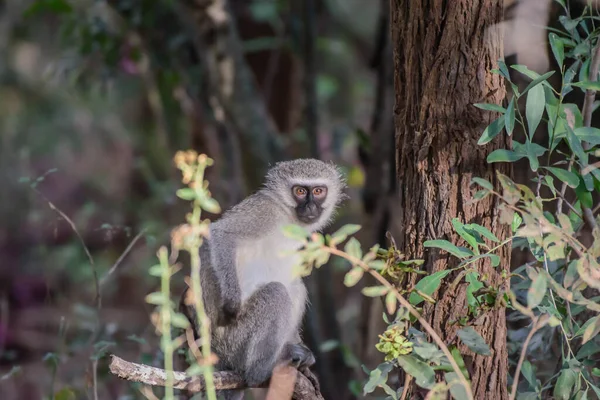 stock image The vervet monkey very much resembles a gray langur, having a black face with a white fringe of hair, while its overall hair color is mostly grizzled-grey