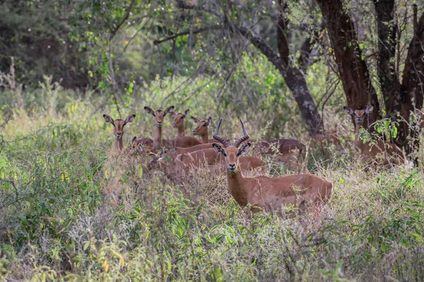 African Impalas Kruger National Park — Fotografie, imagine de stoc