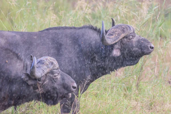 stock image Natural predators of adult African buffaloes include lions, hyenas, and crocodiles