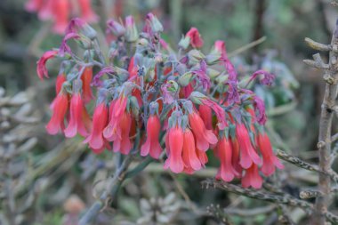 Kalanchoe is a genus of about 125 species of tropical, succulent plants in the stonecrop family Crassulaceae, mainly native to Madagascar and tropical Africa