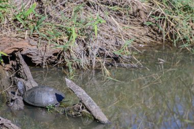 Tırtıklı menteşeli terrapin, Pelomedusidae familyasından bir kaplumbağa türü.