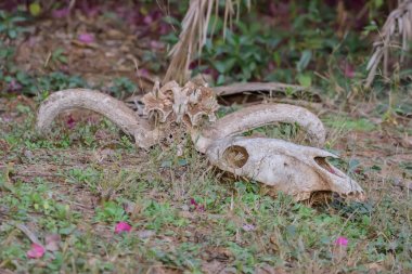 Güney Afrika 'da Hoedspruit yakınlarında hayvan kemikleri bulunabilir.