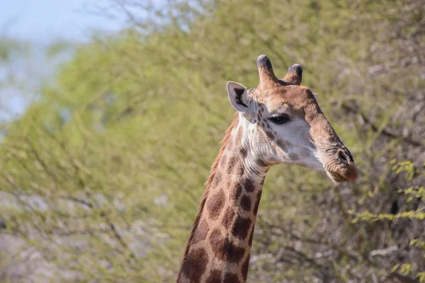 The giraffe is a tall African hoofed mammal belonging to the genus Giraffe