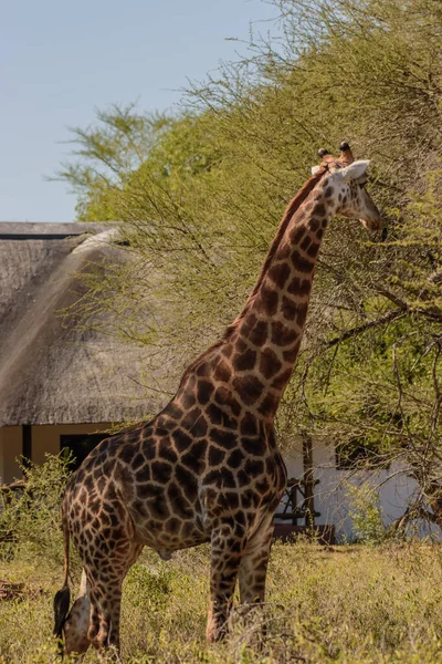 Giraffe Tall African Hoofed Mammal Belonging Genus Giraffe — стоковое фото