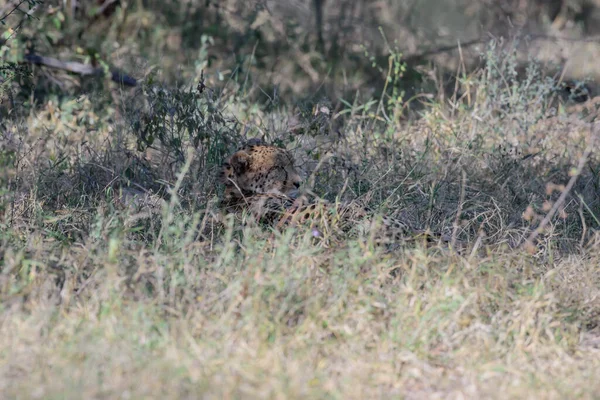 치타는 육지에서 동물이다 — 스톡 사진