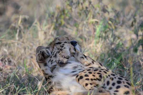 Cheeta Het Snelste Landdier — Stockfoto