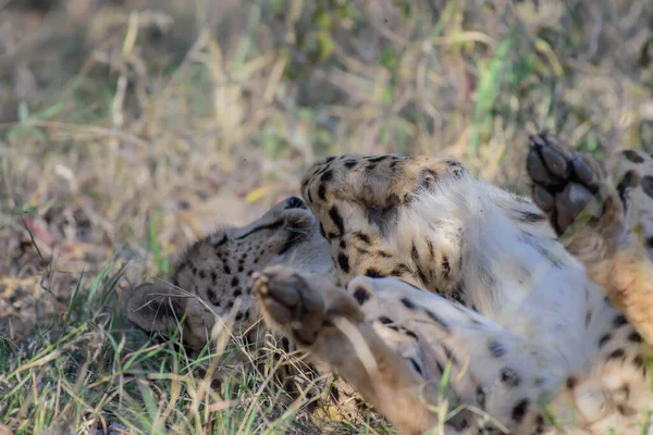 Cheetah Fastest Land Animal — Stock Photo, Image