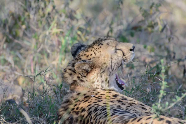 Der Gepard Ist Das Schnellste Landtier — Stockfoto
