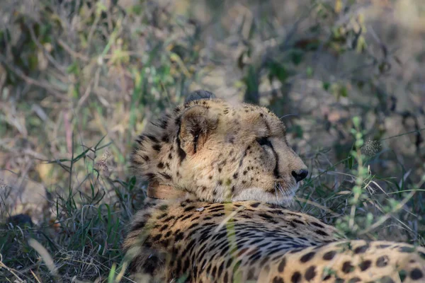 Cheetah Fastest Land Animal — Stock Photo, Image
