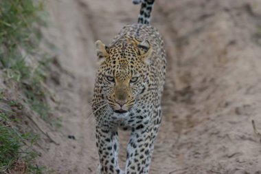 Leopar, kedigiller (Felidae) familyasının bir üyesi olan Panthera cinsinin beş türünden biridir.