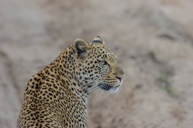 Leopar, kedigiller (Felidae) familyasının bir üyesi olan Panthera cinsinin beş türünden biridir.