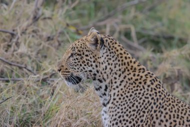 Leopar, kedigiller (Felidae) familyasının bir üyesi olan Panthera cinsinin beş türünden biridir.