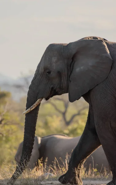 While Feeding African Elephant Uses Its Trunk Pluck Leaves Its —  Fotos de Stock