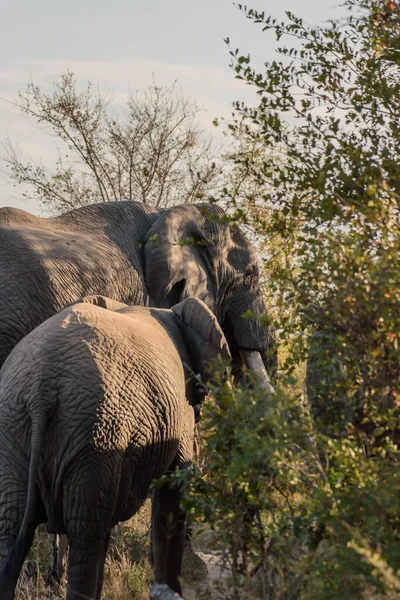 Время Кормления Африканский Слон Использует Ствол Срывать Листья Бивни Рвать — стоковое фото