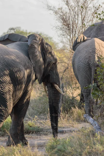 While Feeding African Elephant Uses Its Trunk Pluck Leaves Its — Photo