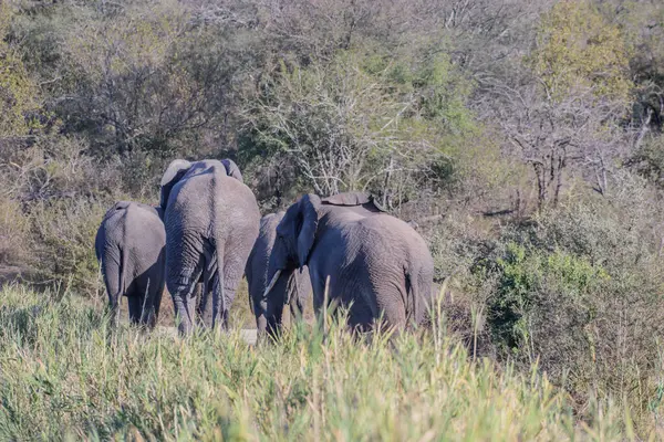 Время Кормления Африканский Слон Использует Ствол Срывать Листья Бивни Рвать — стоковое фото