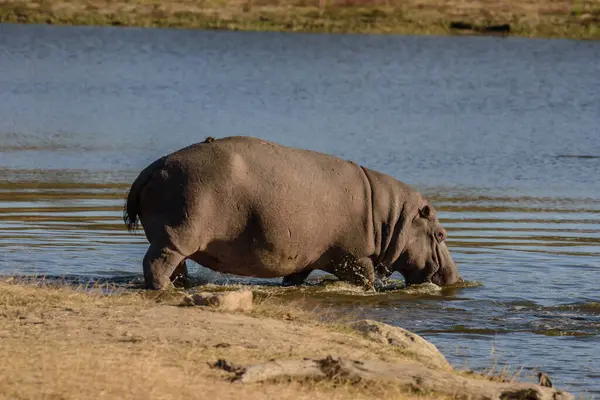 Hipopótamos Passam Maior Parte Dia Água Para Manterem Frescos Hidratados — Fotografia de Stock