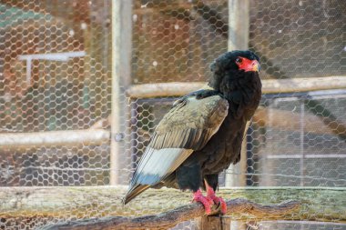 Türün kalın bir boynu ve çok büyük, dikkat çekici bir şekilde ineklenmiş bir kafası vardır ve nispeten kısa bir gagası vardır, her ne kadar çok büyük bir irinle kaplı olsa da.