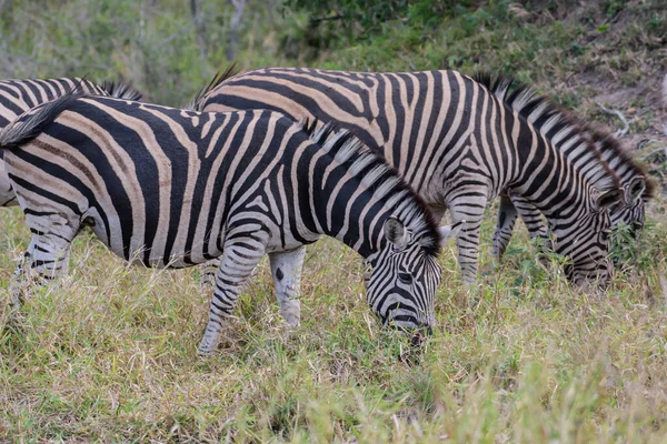 Zebras Preyed Mainly Lions Typically Flee Threatened Also Bite Kick — 图库照片