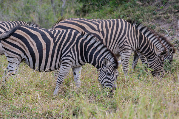 Zebras are preyed on mainly by lions, and typically flee when threatened but also bite and kick