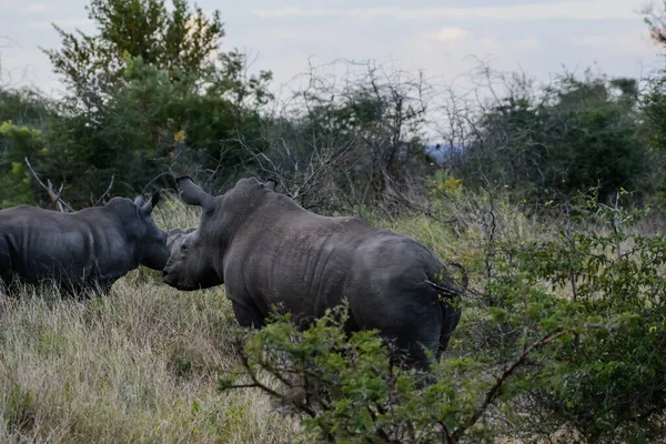 Μαύροι Ρινόκεροι Ζουν Κυρίως Στη Νότια Αφρική Αλλά Έχουν Επίσης — Φωτογραφία Αρχείου