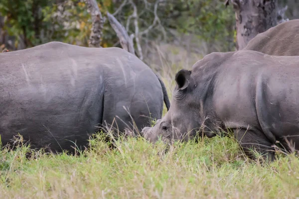 Чёрные Носороги Основном Живут Южной Африке Вновь Представлены Ботсване Намибии — стоковое фото
