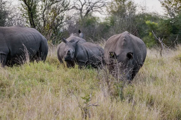 검은코뿔소는 남아프리카 공화국에 있지만 보츠와 스와질란드 짐바브웨에 도입되었다 — 스톡 사진