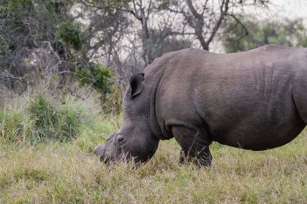 Los Rinocerontes Negros Viven Principalmente Sudáfrica Pero También Han Sido —  Fotos de Stock