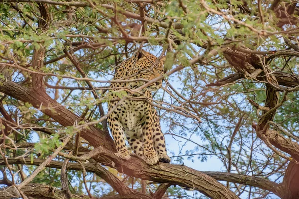Leopardo Una Delle Cinque Specie Esistenti Nel Genere Panthera Membro — Foto Stock