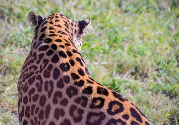 Леопард Является Одним Пяти Сохранившихся Видов Рода Panthera Члена Семейства — стоковое фото