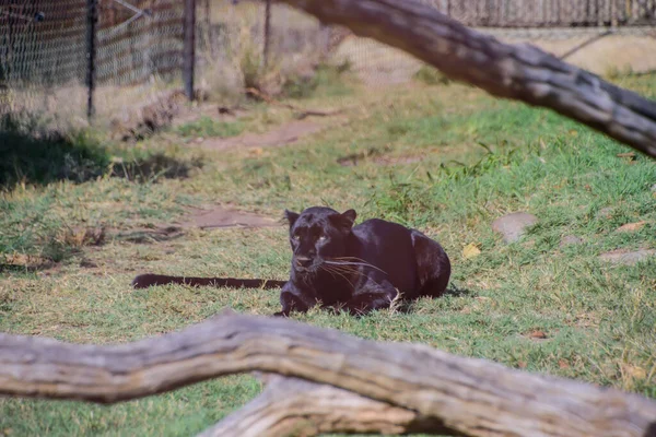 Чёрные Пантеры Обоих Видов Имеют Избыток Чёрных Пигментов Типичные Розетки — стоковое фото