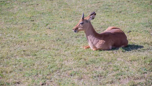 African Impalas Kruger National Park — Stock Photo, Image