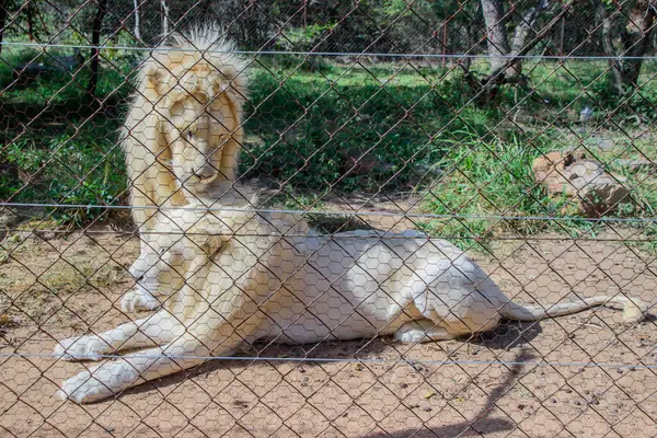 Kan Observere Hvid Løve Nær Hoedspruit Sydafrika - Stock-foto