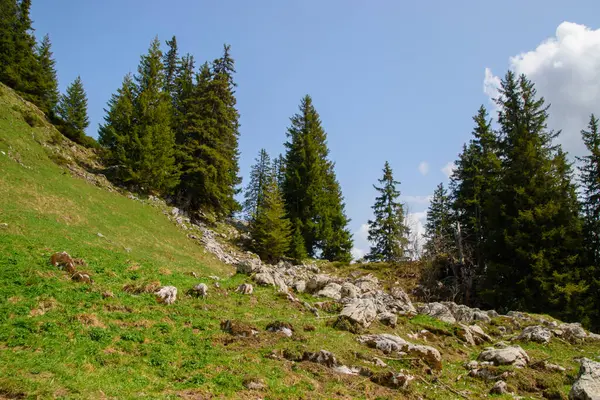 Borazan. İsviçre 'de Alp manzarası. Thun ve Interlaken yakınlarında çekilmiş..