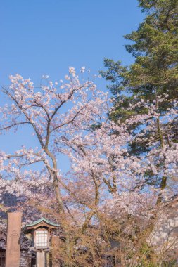Kiraz çiçekleri kiraz ağaçlarının altında 
