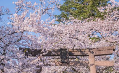 Kiraz çiçekleri kiraz ağaçlarının altında 
