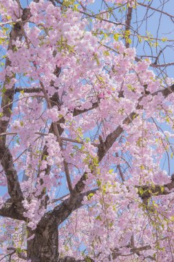 Kiraz çiçekleri kiraz ağaçlarının altında 