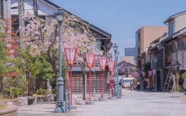 Kiraz çiçekleri kiraz ağaçlarının altında 