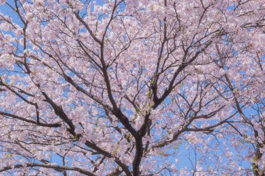 Kiraz çiçekleri kiraz ağaçlarının altında 