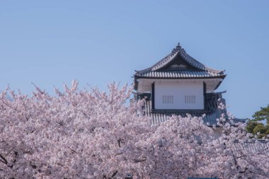 Kanazawa Kalesi beyaz kiremit çatıları ve geleneksel Japon mimarisi ile ünlüdür ve yakınlardaki Kenrokuen Bahçesi ile birlikte popüler bir turistik merkezdir. Japonya 'da çekildi, Kanazawa, 12.04.2024