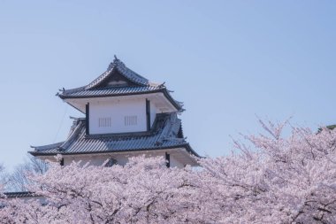 Kanazawa Kalesi beyaz kiremit çatıları ve geleneksel Japon mimarisi ile ünlüdür ve yakınlardaki Kenrokuen Bahçesi ile birlikte popüler bir turistik merkezdir. Japonya 'da çekildi, Kanazawa, 12.04.2024