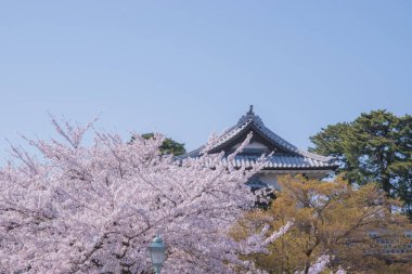 Kanazawa Kalesi beyaz kiremit çatıları ve geleneksel Japon mimarisi ile ünlüdür ve yakınlardaki Kenrokuen Bahçesi ile birlikte popüler bir turistik merkezdir. Japonya 'da çekildi, Kanazawa, 12.04.2024