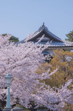 Kanazawa Kalesi beyaz kiremit çatıları ve geleneksel Japon mimarisi ile ünlüdür ve yakınlardaki Kenrokuen Bahçesi ile birlikte popüler bir turistik merkezdir. Japonya 'da çekildi, Kanazawa, 12.04.2024