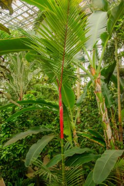 Bu botanik bahçesi, Japon doğal bitkileri ve çiçeklerini ön plana çıkarıyor, küratörlü manzaralar ve bahçıvanlık güzelliği ve korunmasını destekleyen eğitim sergilerinin yer aldığı.