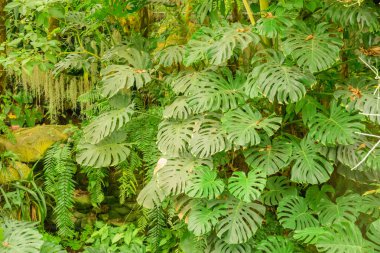 Bu botanik bahçesi, Japon doğal bitkileri ve çiçeklerini ön plana çıkarıyor, küratörlü manzaralar ve bahçıvanlık güzelliği ve korunmasını destekleyen eğitim sergilerinin yer aldığı.